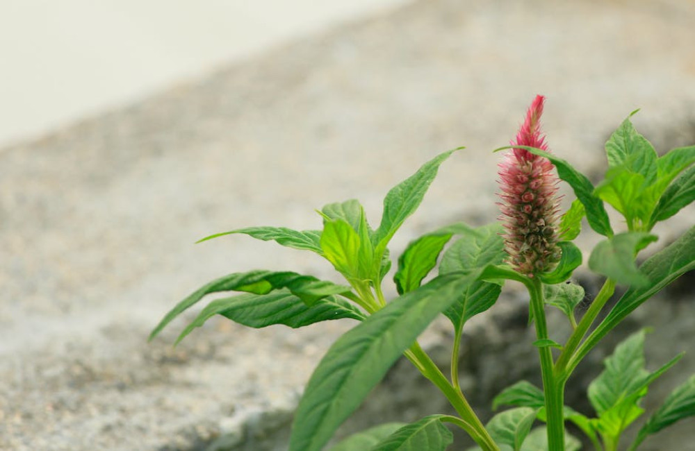 Waarom kiezen mensen voor bloemenzaden?