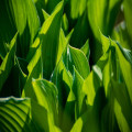 Wat is photosynthese en hoe werkt het proces in planten precies?