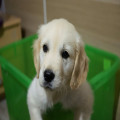 De wereld van de Golden Retriever: van betrouwbare fokker tot herplaatsing