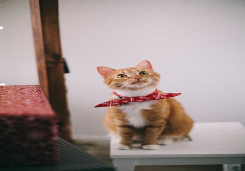 Wat betekent het spreekwoord 'de kat uit de boom kijken'?