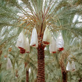 Zoete vrucht van de palmboom