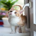 Waarom zeggen we dat katten negen levens hebben?