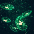 Hoe ontstaat bioluminescentie en waarom komt het voor in de natuur?