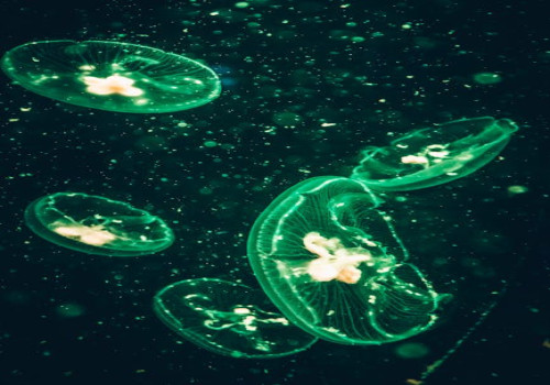 Hoe ontstaat bioluminescentie en waarom komt het voor in de natuur?
