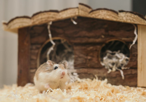 De hamsterkooi, het veilige plekje voor jouw hamster