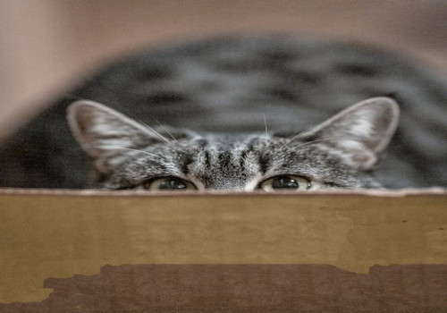 Wat is een rabbit hole op internet en waarom verdwijn je er zo makkelijk in