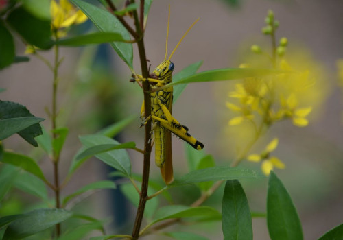 Wat zijn spiders en crawlers en wat doen deze digitale beestjes precies?