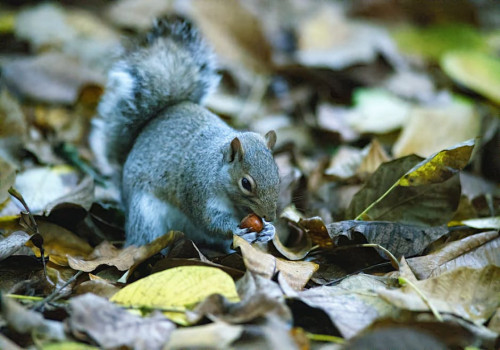 Wat is een rabbit hole op internet en waarom verdwijn je erin