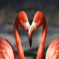 Waarom hebben flamingo’s roze veren en hoe krijgen ze die kleur?