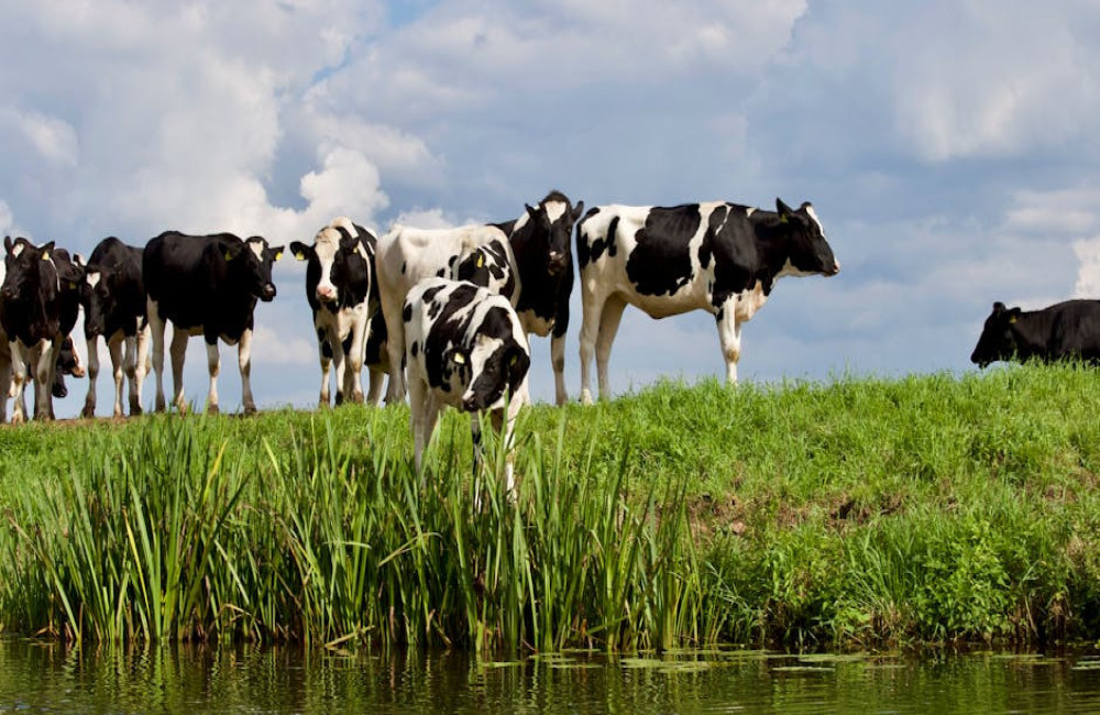 Wat betekent het spreekwoord 'de koe bij de horens vatten'?
