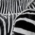 Waarom zijn zebra’s zwart-wit gestreept? Een fascinerende uitleg