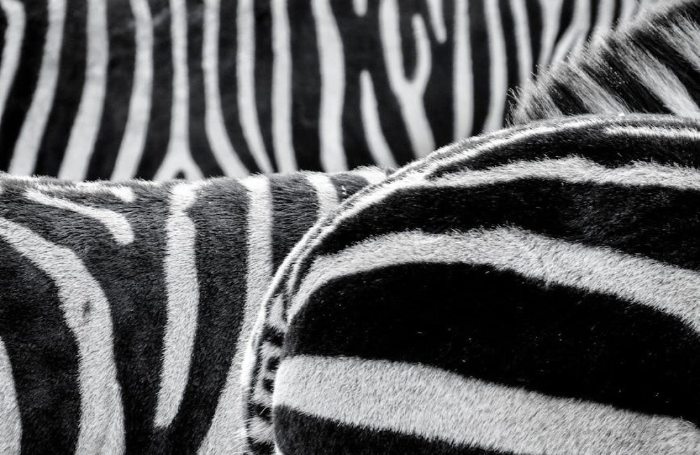 Waarom zijn zebra’s zwart-wit gestreept? Een fascinerende uitleg