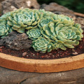 Hoe lang duurt het voordat een cactus weer water nodig heeft?