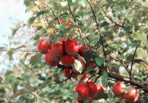 Wat betekent het spreekwoord 'de appel valt niet ver van de boom'?