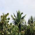 Wat zijn de beste wijken van Paramaribo voor een vakantie?