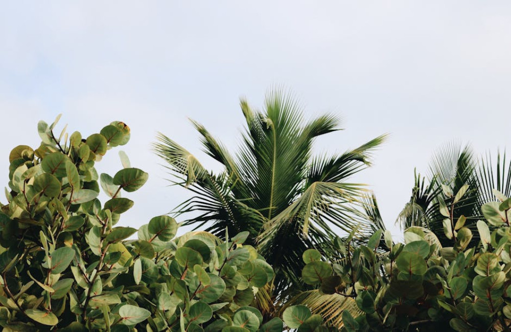 Wat zijn de beste wijken van Paramaribo voor een vakantie?